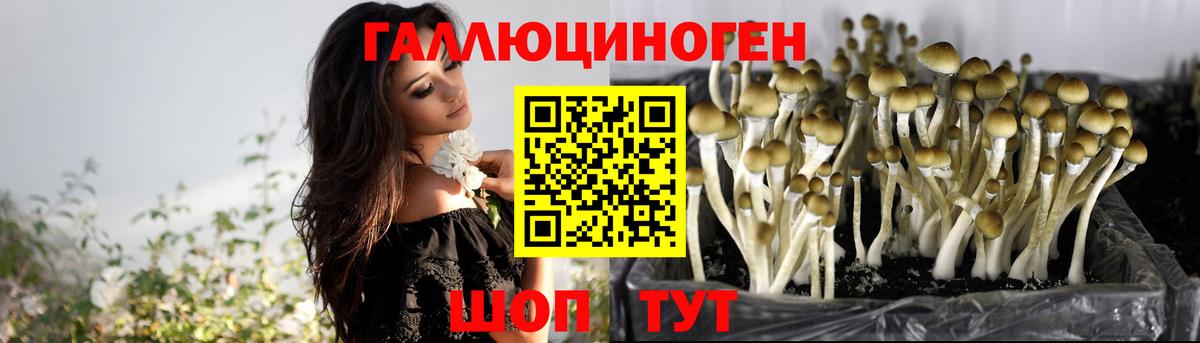 Псилоцибиновые грибы Psilocybe Аргун